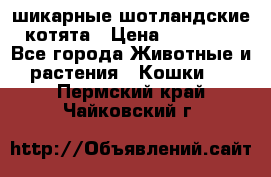 шикарные шотландские котята › Цена ­ 15 000 - Все города Животные и растения » Кошки   . Пермский край,Чайковский г.